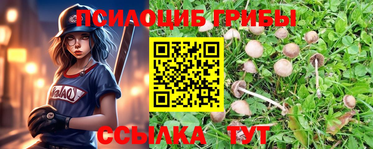 Псилоцибиновые грибы прущие грибы  Псилоцибиновые грибы GOLDEN TEACHER  Белгород 